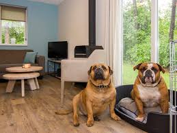 Image result for vakantiepark met hond