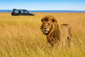 Image result for safari